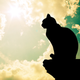 Illustration for article titled How Do Cats Survive Massive Falls?